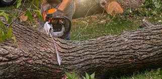 How Our Tree Care Process Works  in  Palisades Park, NJ